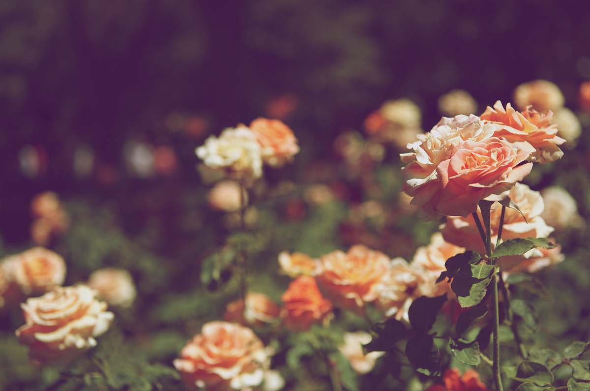 flora orange petaled flower field jar
