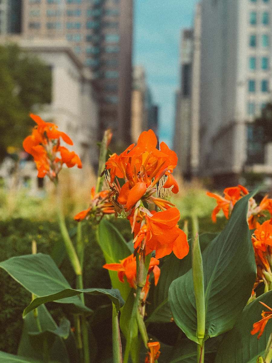 blossom orange-petaled flowers flower