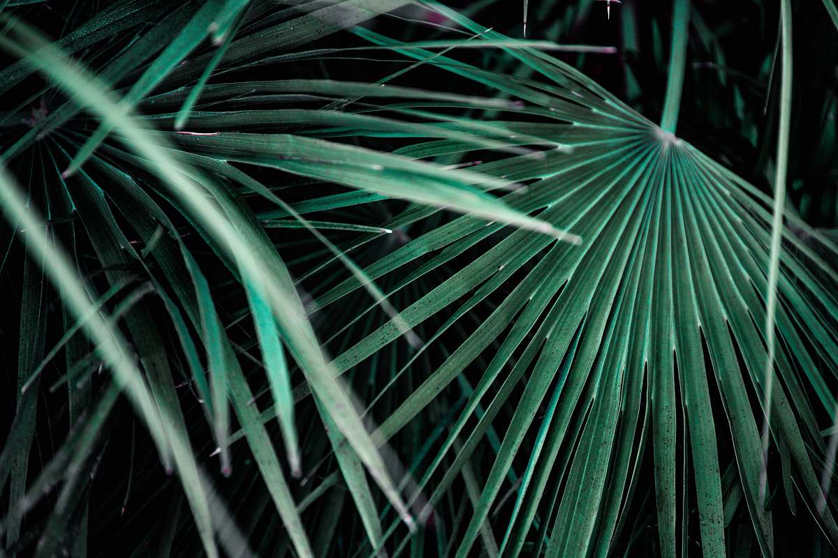 sarasota photo of green palm leafed plant united states