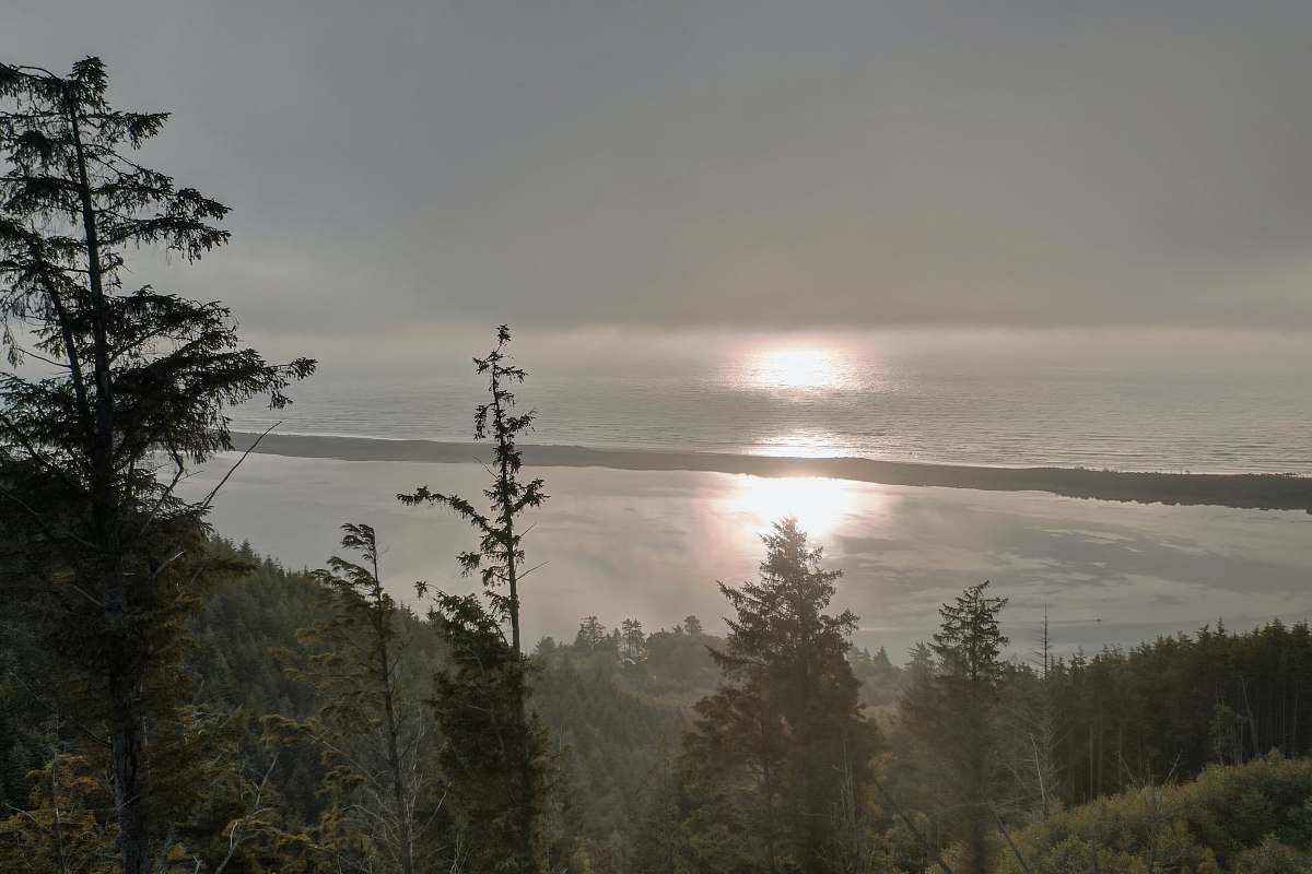 tree pine trees summit fir