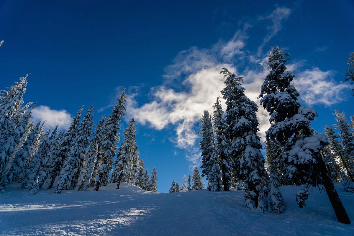 tree pine trees under white clouds abies