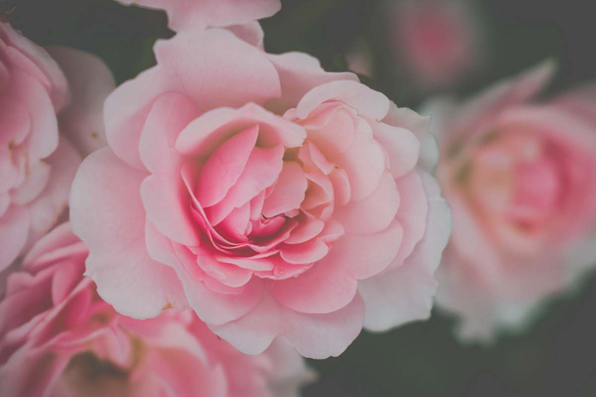 blossom pink-and-white roses flower