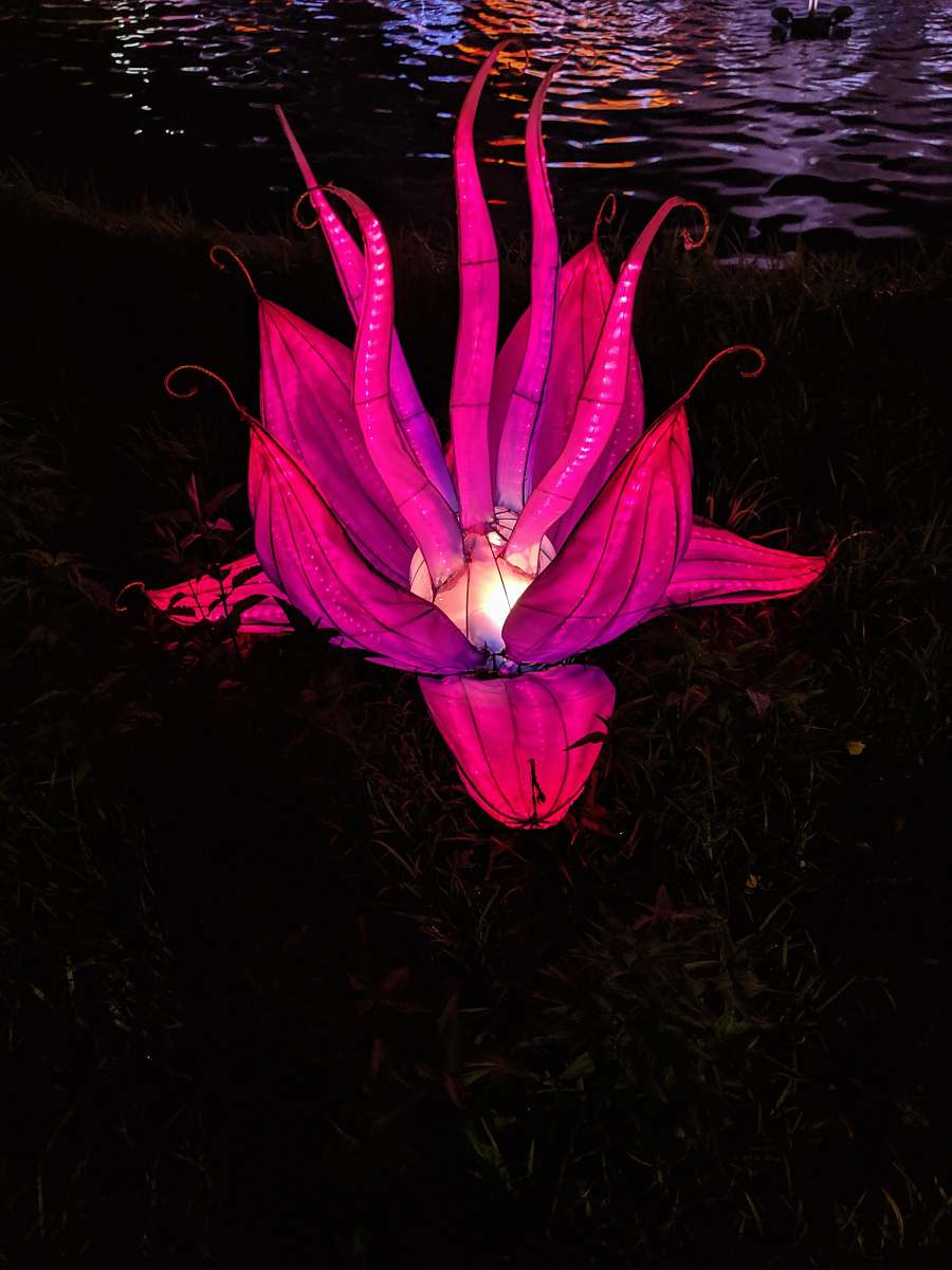 blossom pink flower flower