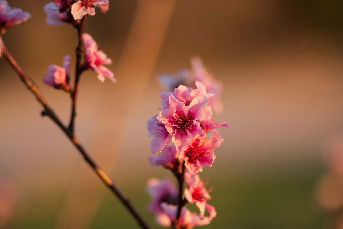blossom pink flower in tilt shift lens flower