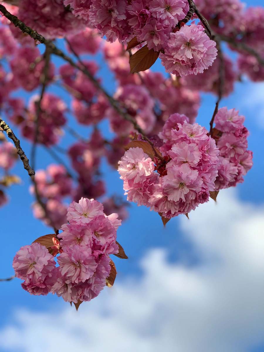 blossom pink flowering tree during daytime flower