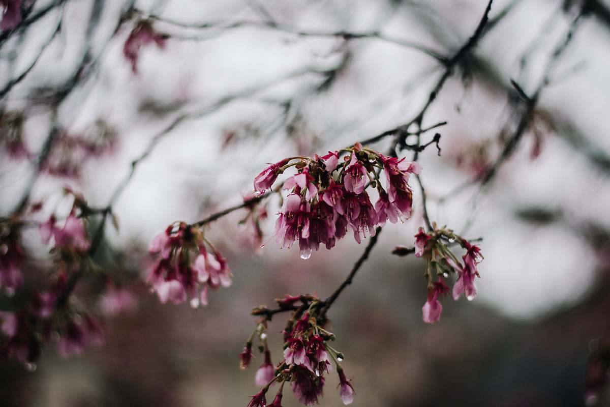 blossom pink petaled flower during daytime close-up photography flower
