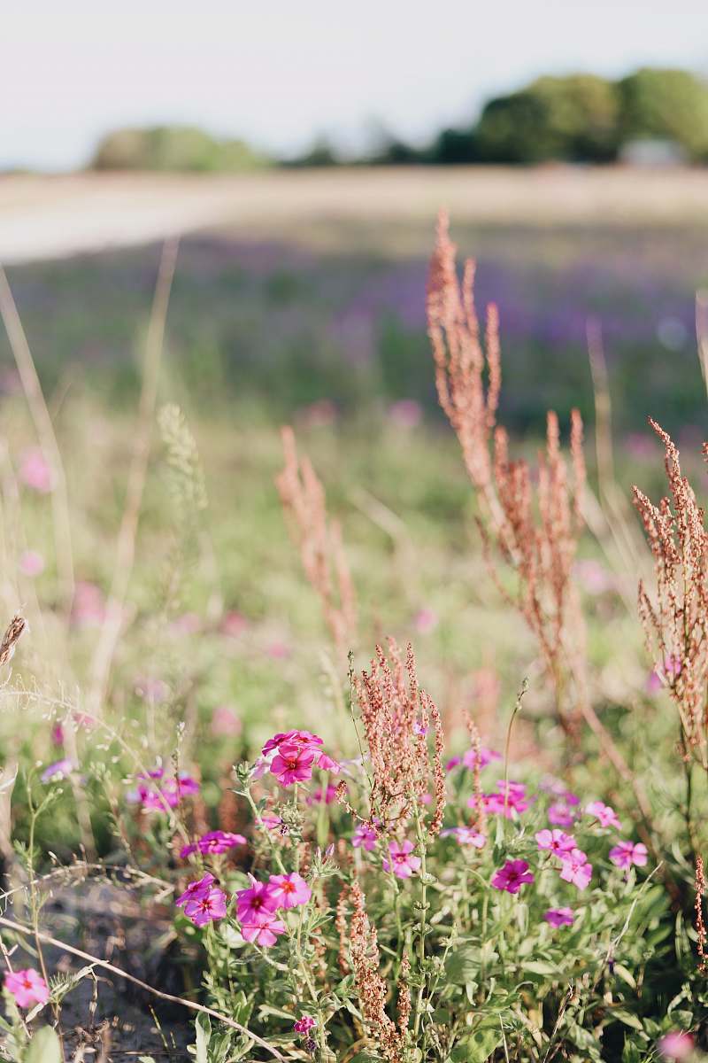 grass pink petaled flowers at daytime jar