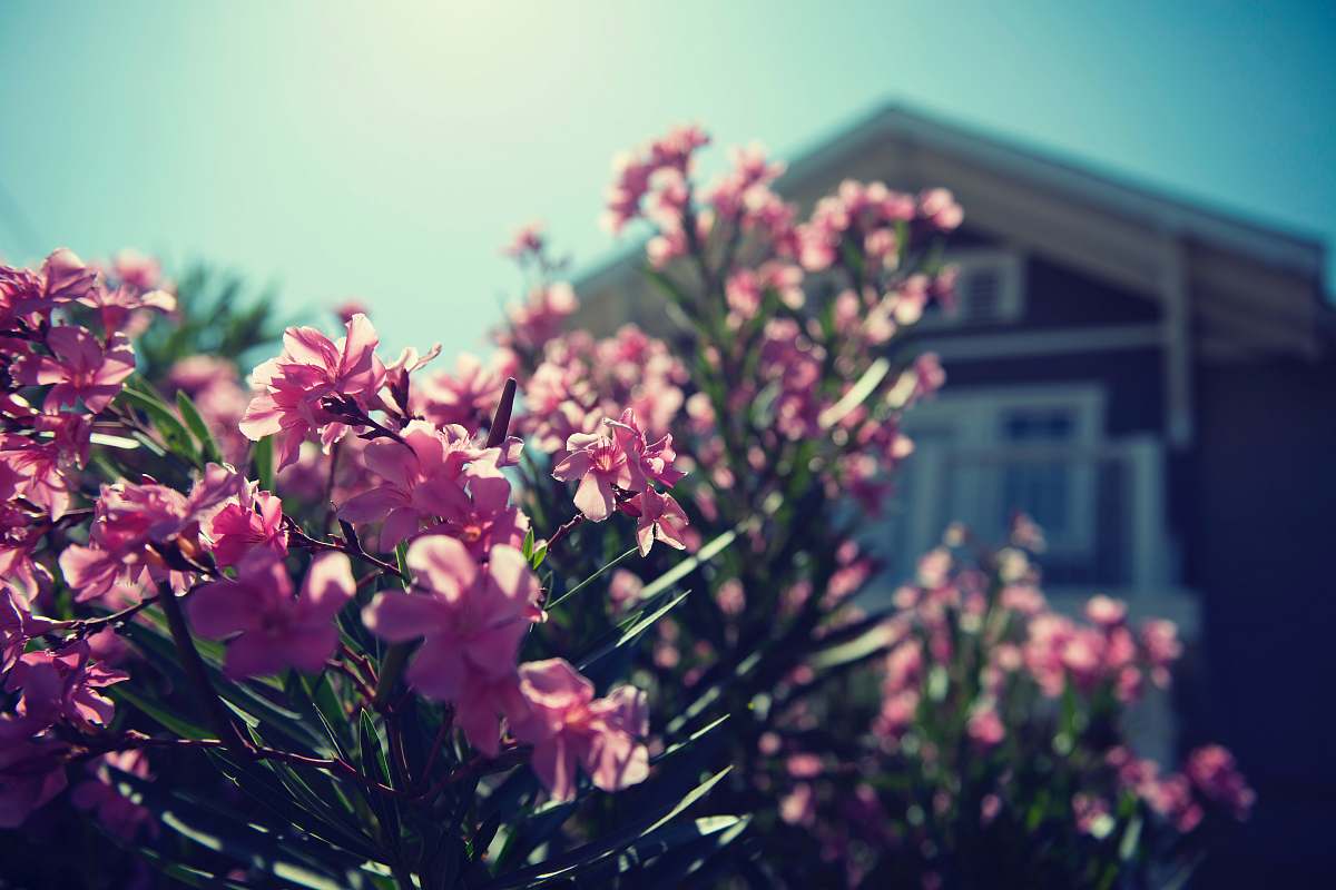flower pink-petaled flowers blossom