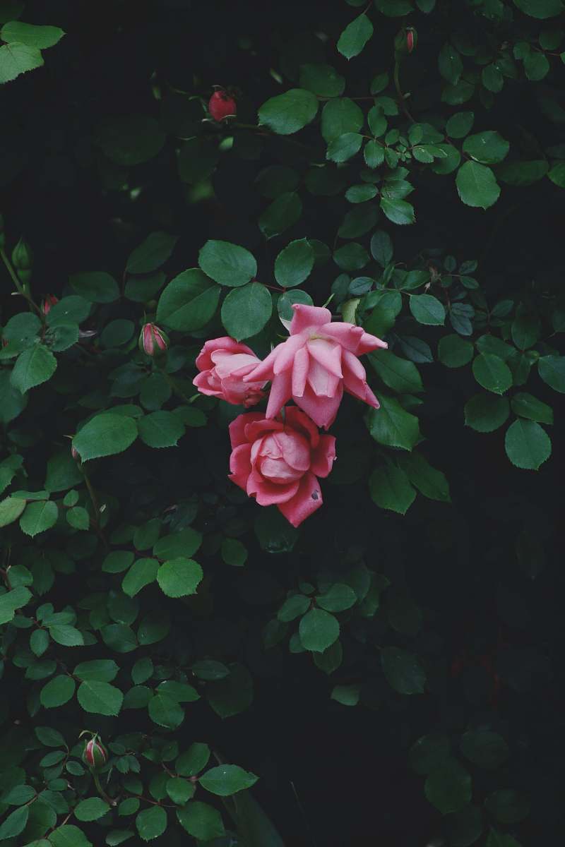 flower pink rose flowers rose