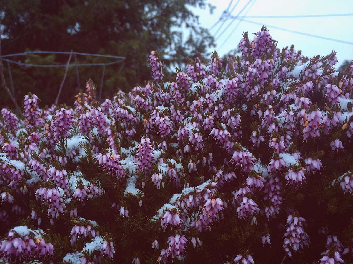 blossom purple and white-petaled flowers during daytime flower