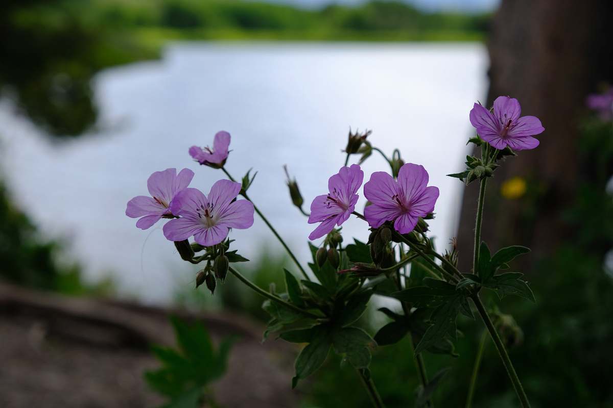 blossom purple flowers in bloom geranium