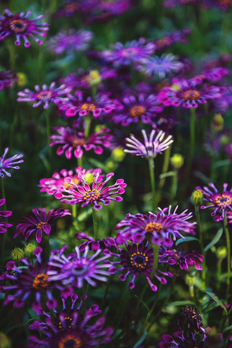purple purple petaled flower blooming during daytime aster