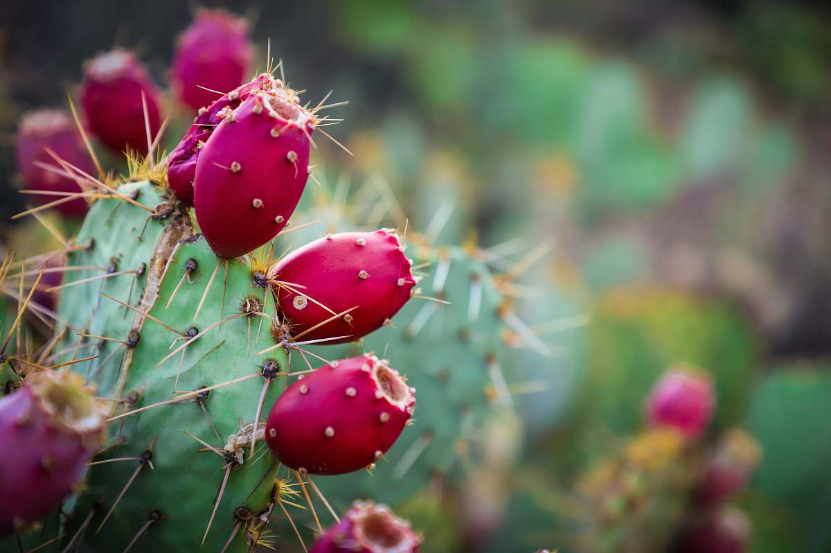 cactus red and green cactus sombrero peak