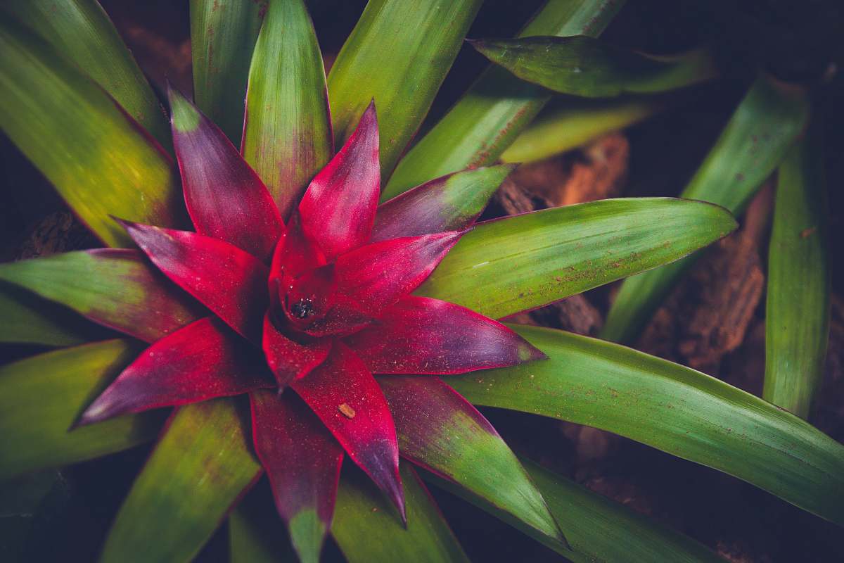 flora red and green leafed plant flower