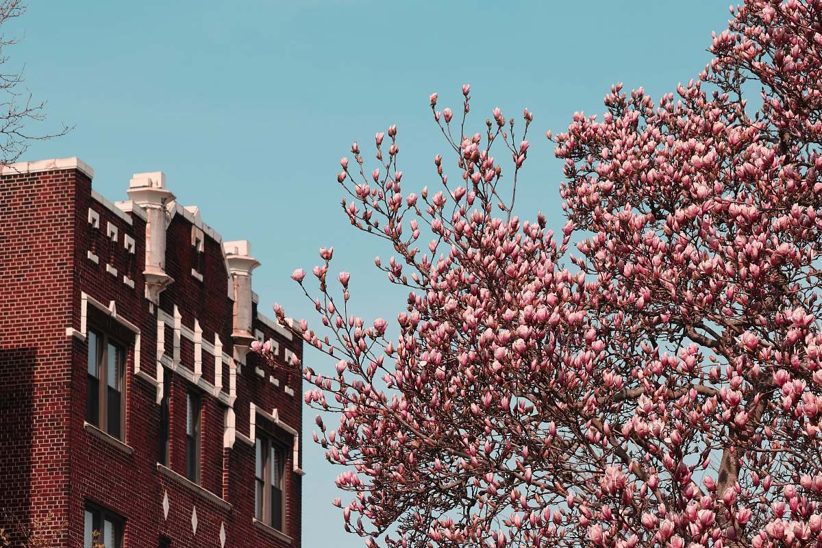 blossom red flowers near brown concrete building during daytime flower