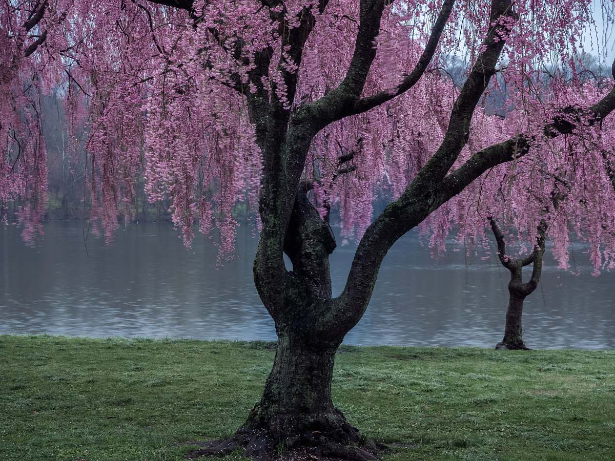tree red leaf trees near body of water during daytime blossom