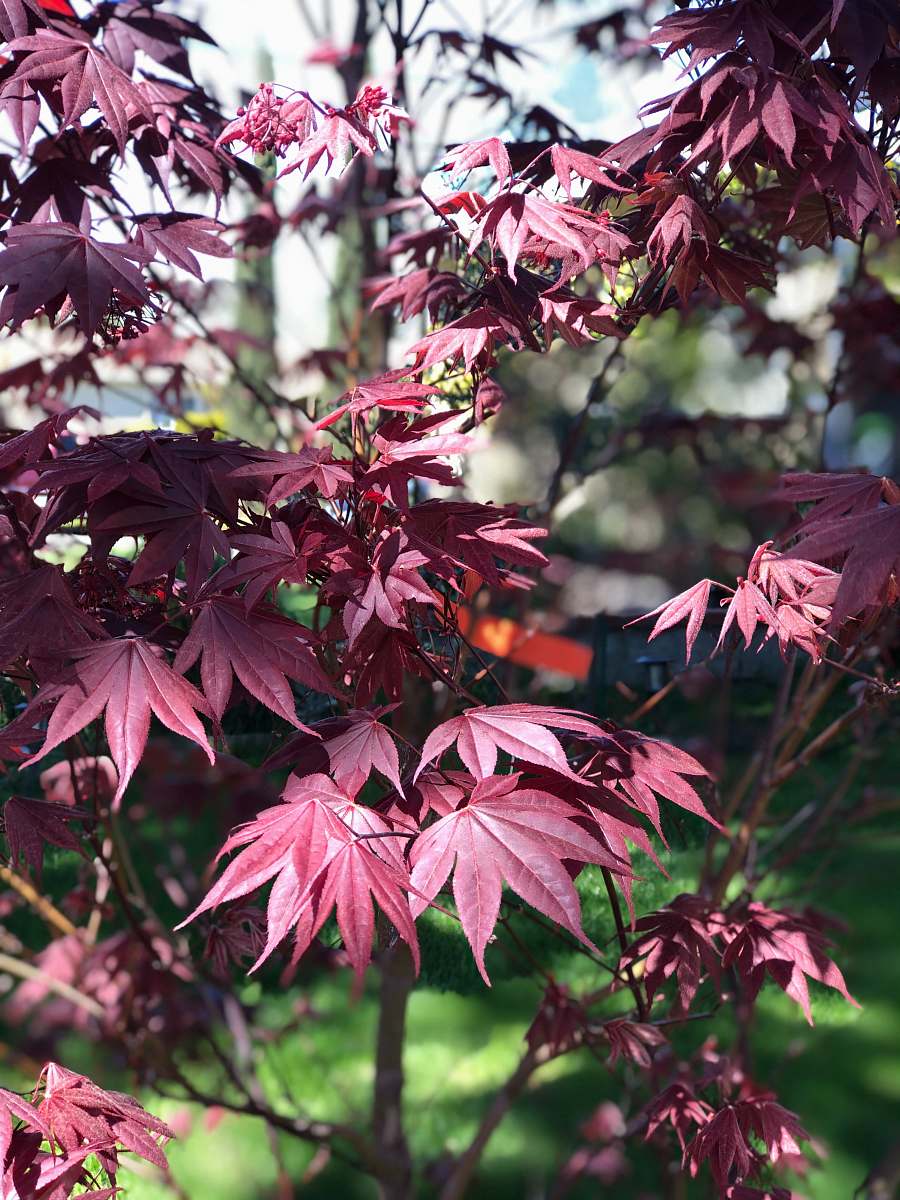 tree red leaves on green tree leaf