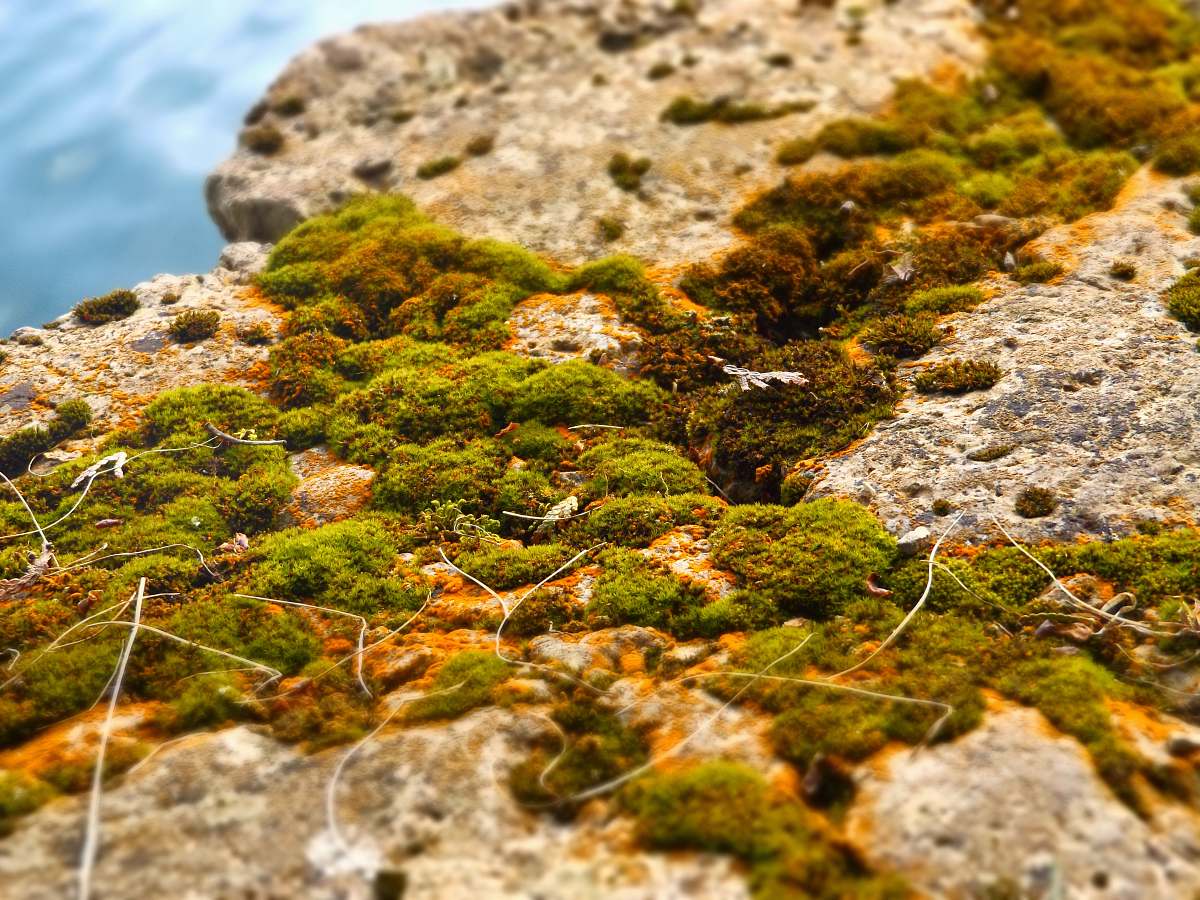 moss rocks covered with green moss harrington beach state park