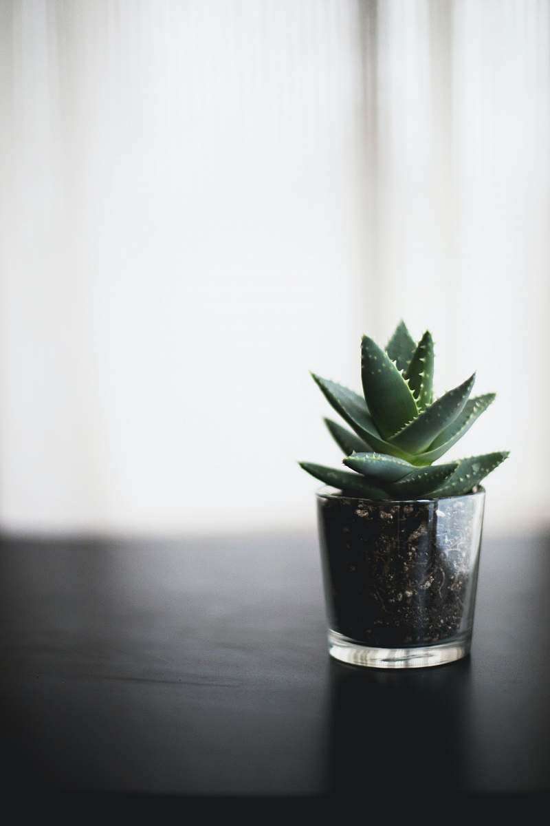 aloe selective focus photo of succulent plant on black surface flora