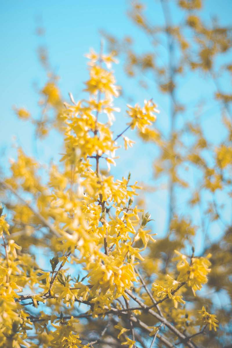 flower selective focus photo of yellow-petaled flower blossom