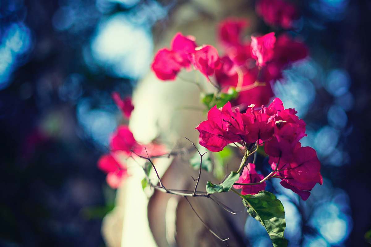 blossom selective focus photography of pink-petaled flowers geranium