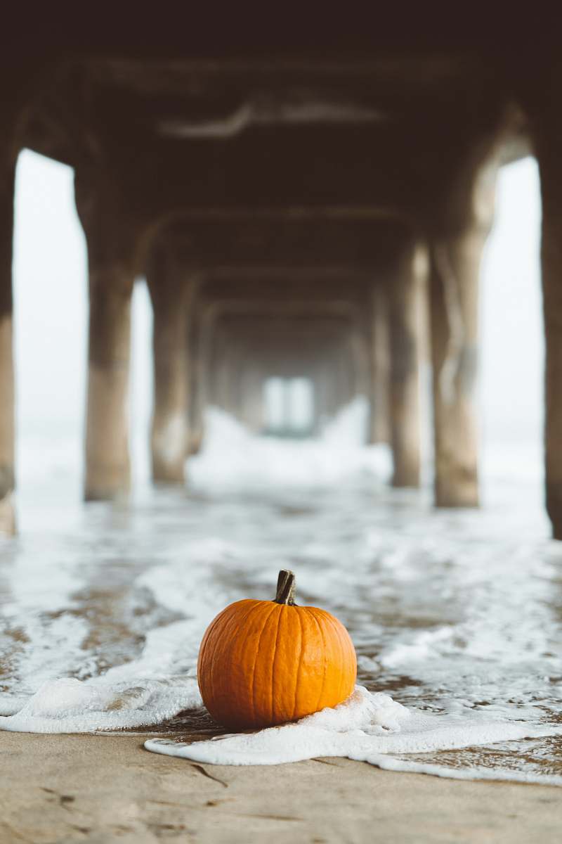 flora selective focus photography of pumpkin on seashore food