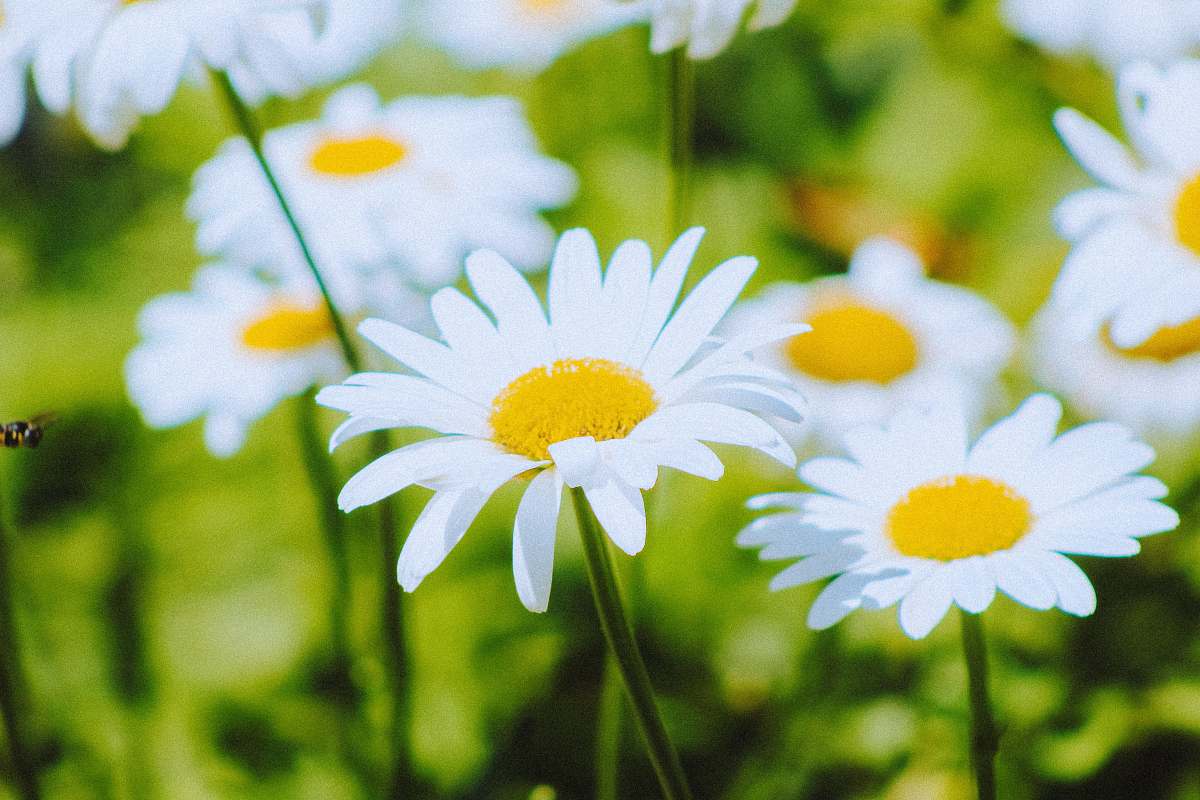 flower selective focus photography of white daisies blossom