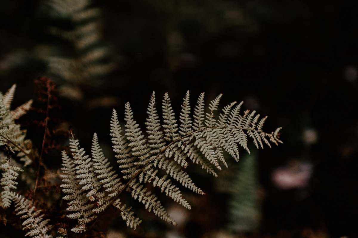 fern shallow focus of fern plant boston