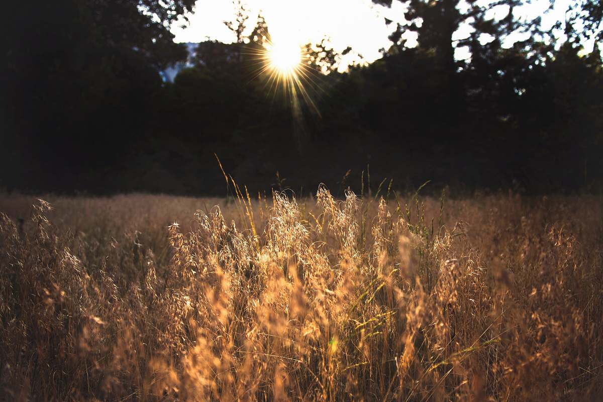 flora shallow focus photo of grass grass
