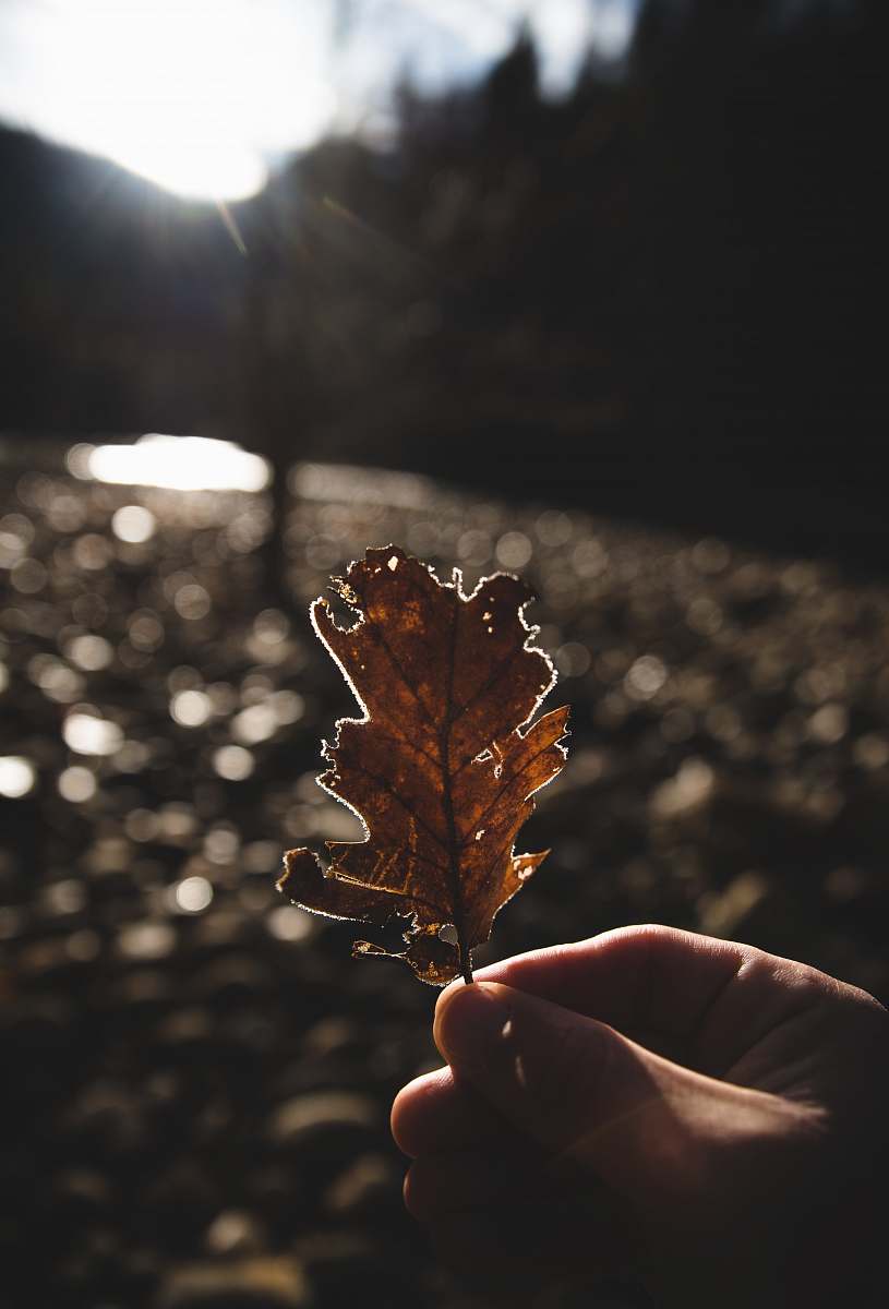 person shallow focus photography of brown leaf leaf