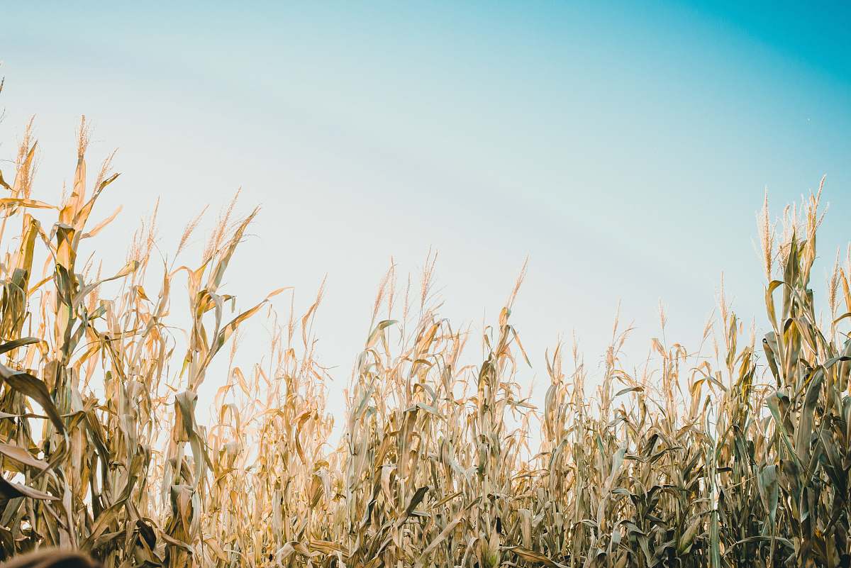 wheat shallow focus photography of corn field under white and blue sky at daytime grass