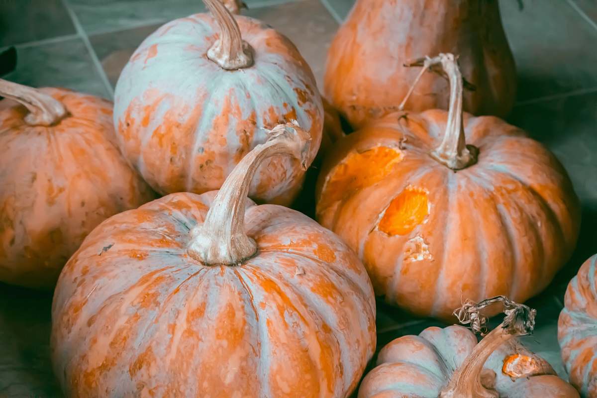 pumpkin shallow focus photography of squashes vegetable