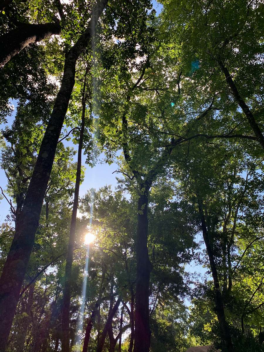 flare sun rays coming through green trees light