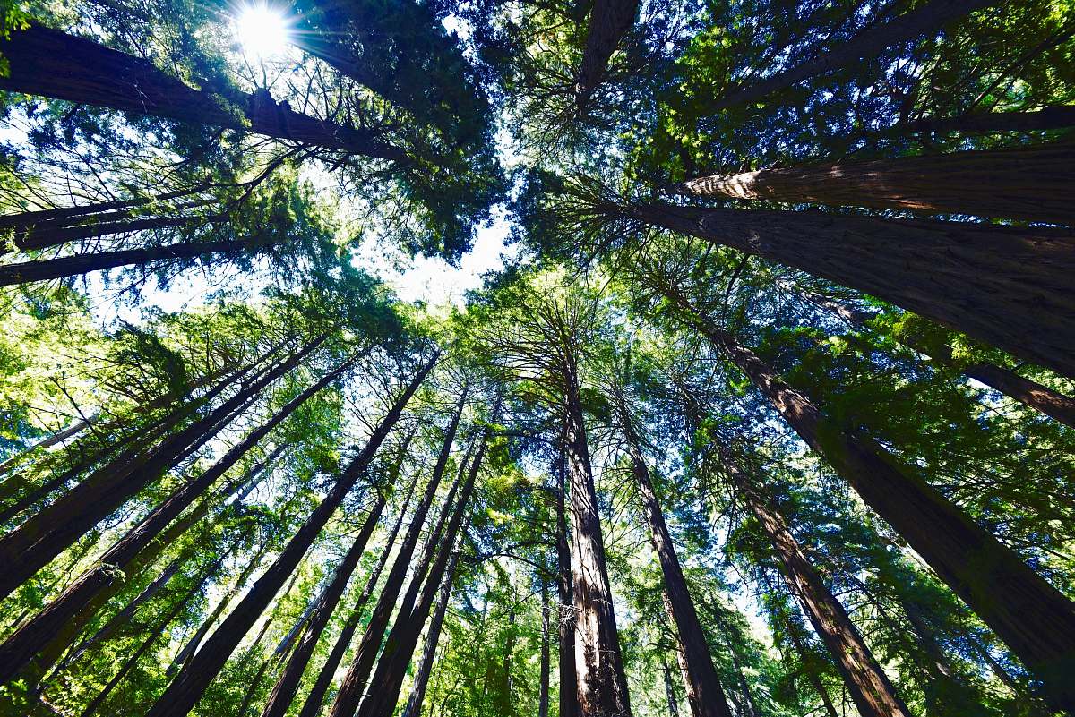 tree tall trees redwood