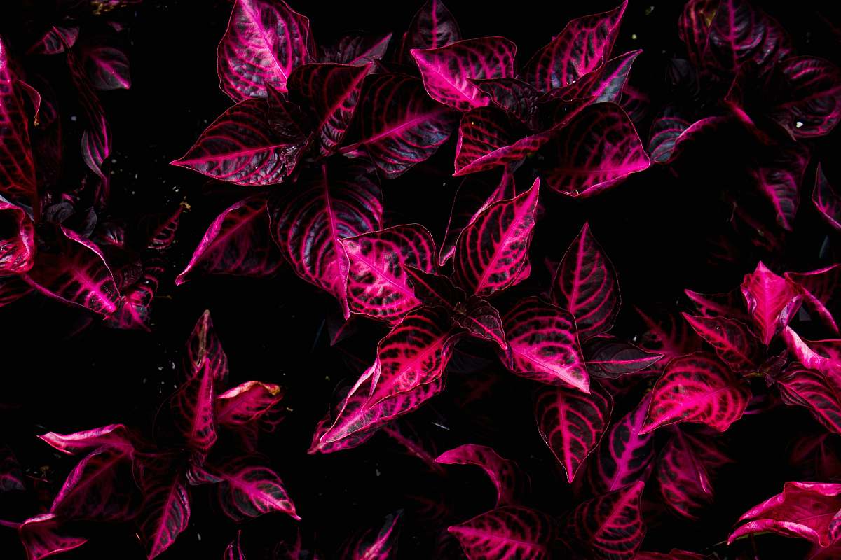 maine top view of pink coleus plants united states