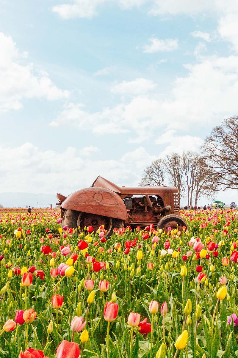 blossom tractor on tulips field flower