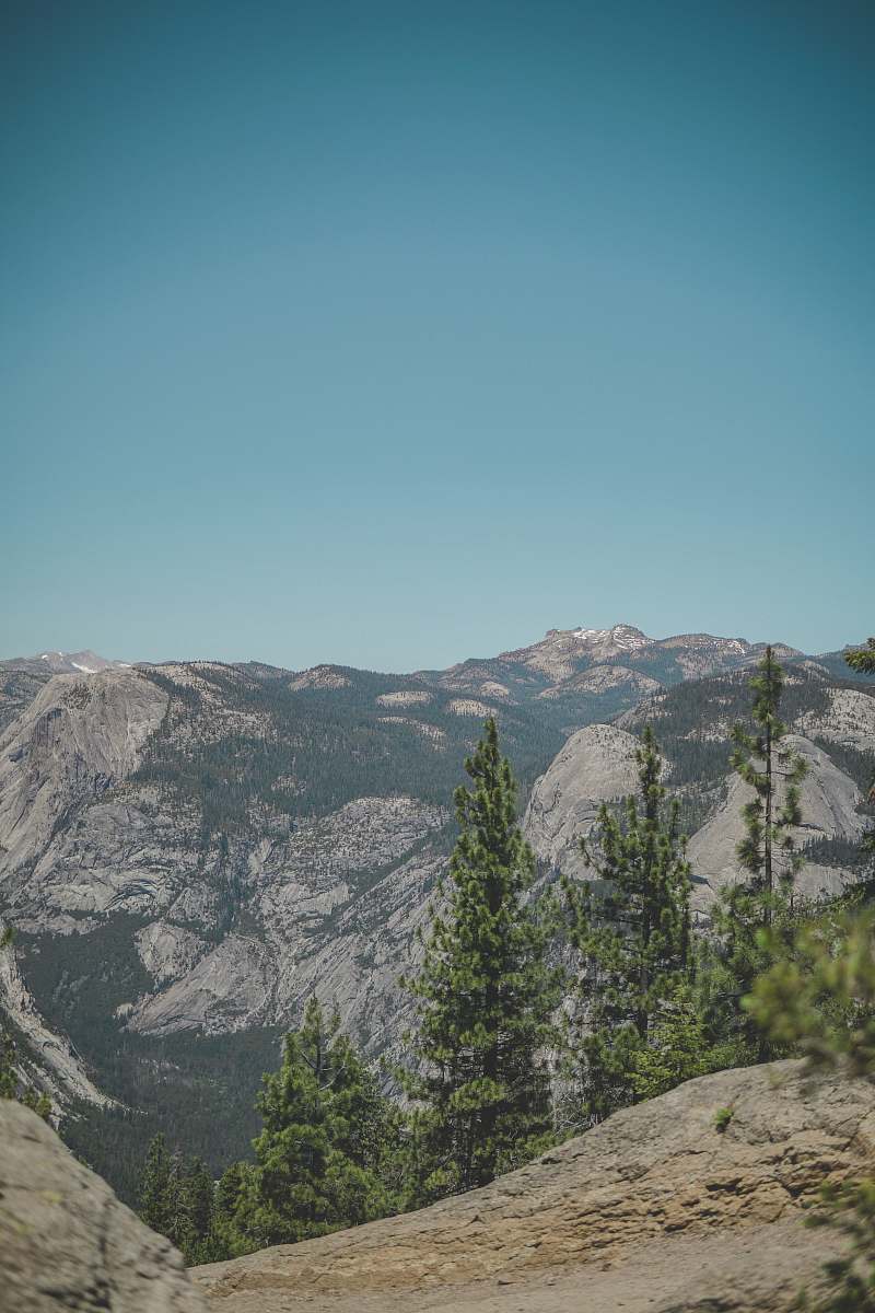 tree trees near mountain abies