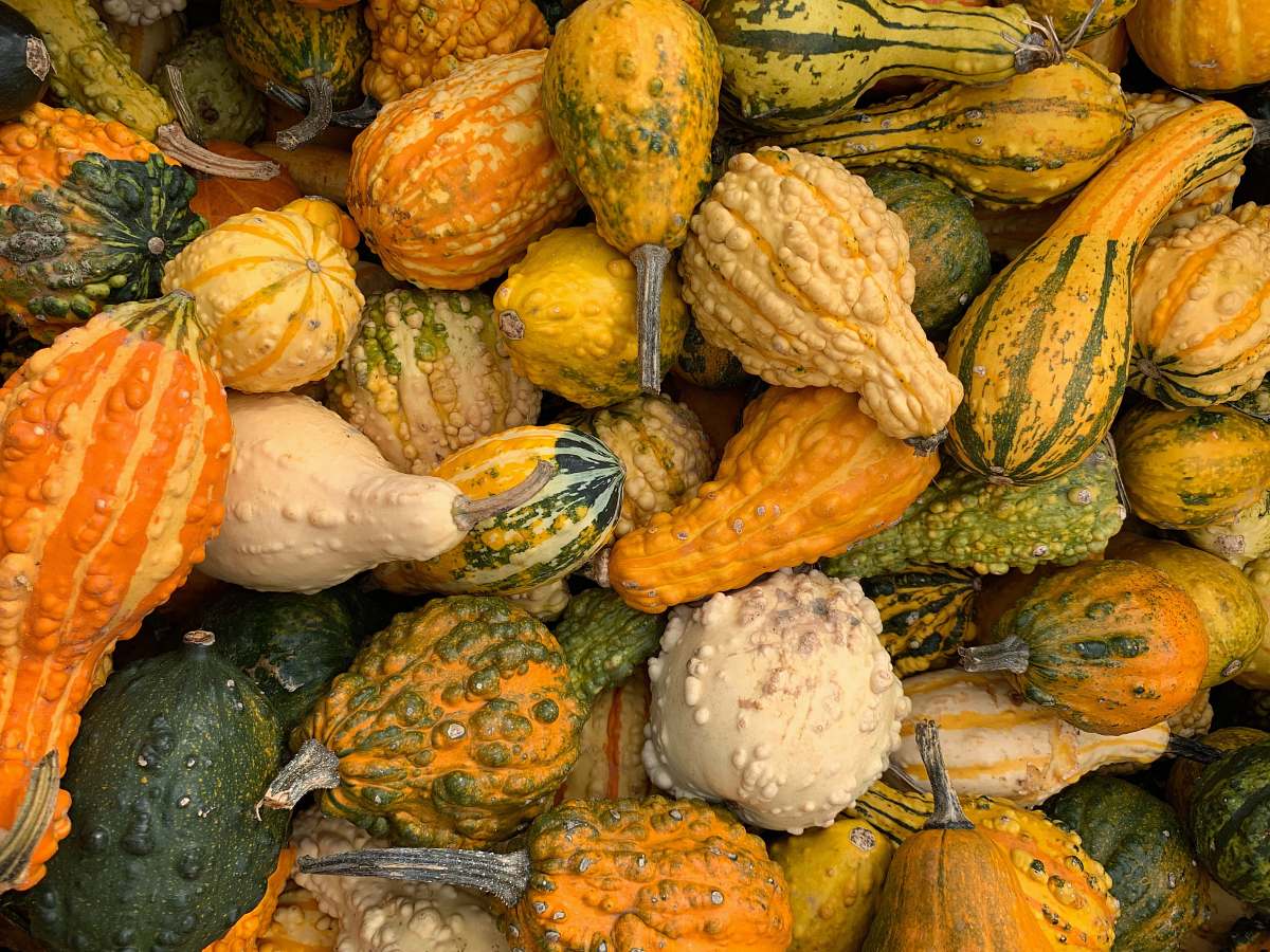 food variety of vegetables produce