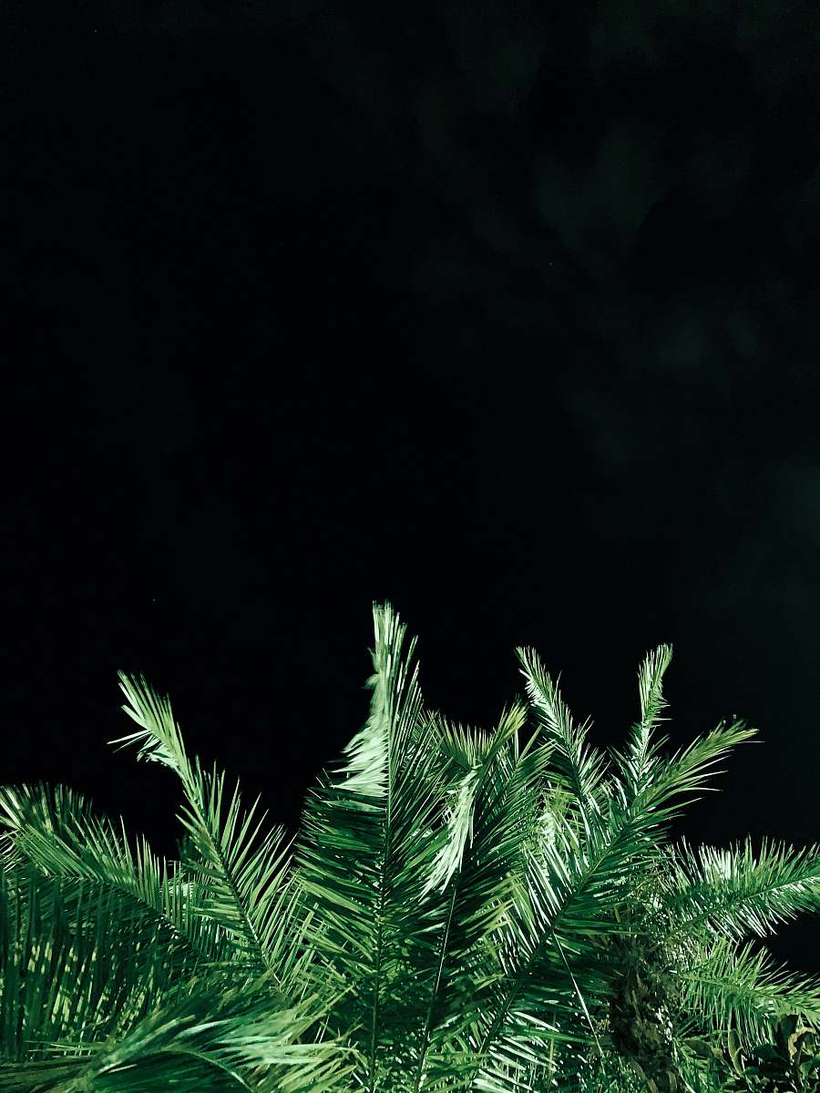 tree view of green fern plant\ flora