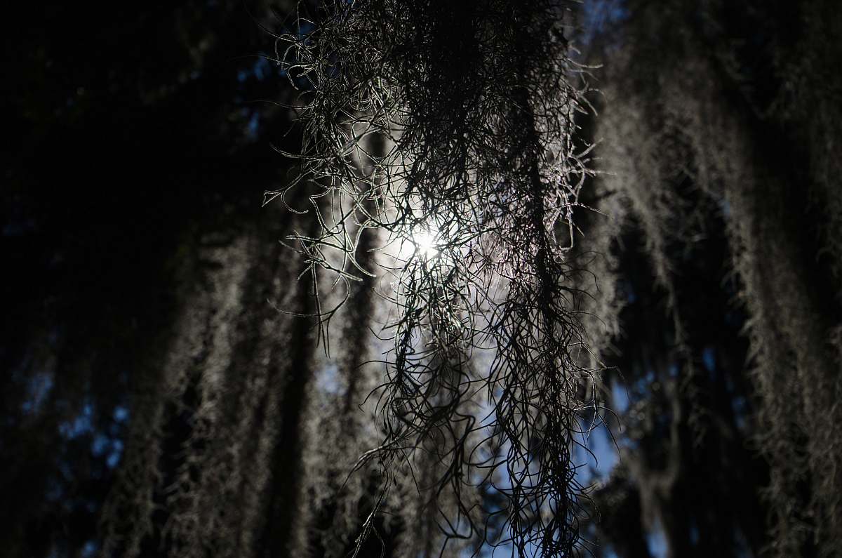 tree vine plant new orleans