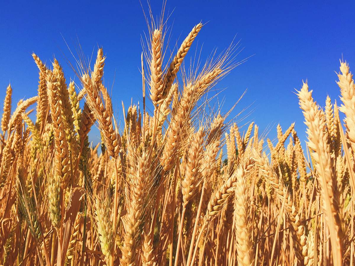 grain wheat field wheat