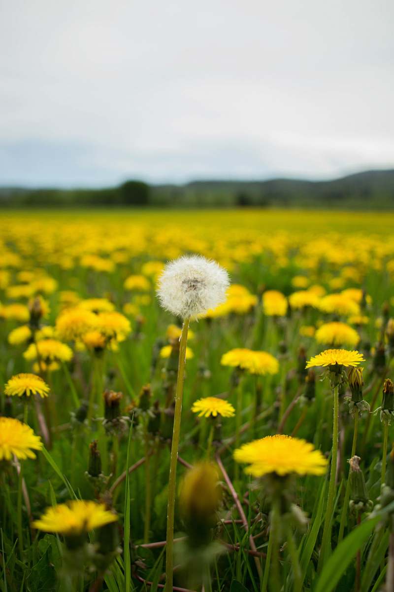 flower white and yellow flower field during daytime blossom