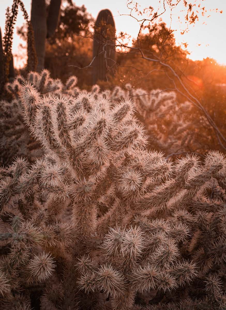 nature white cactus plant grass