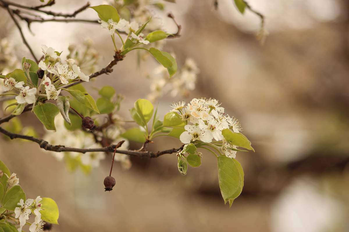 blossom white cherry blossom in close up photography flower