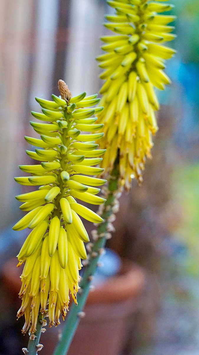 pollen yellow flower in tilt shift lens aloe