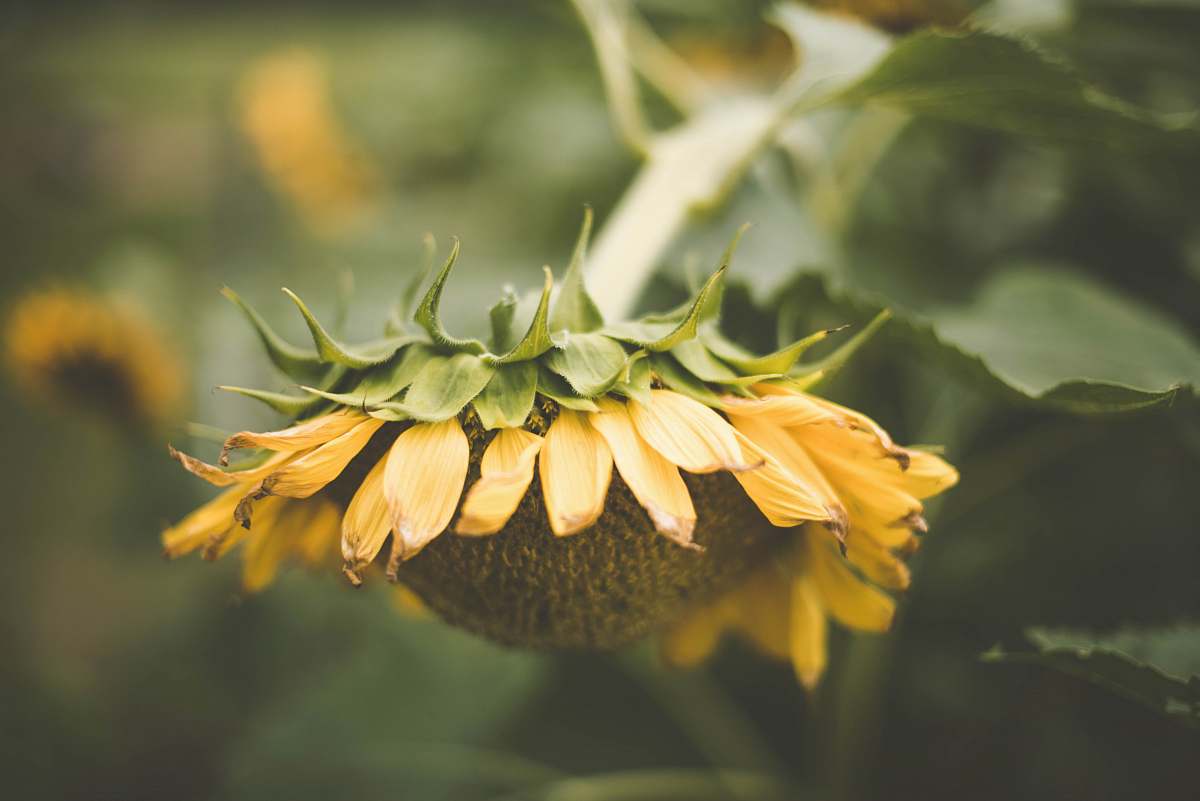 flower yellow sunflower sunflower