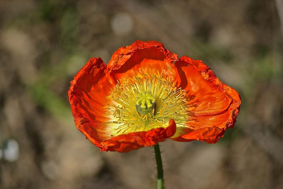 flower close up photography of red and yellow petaled flower plant