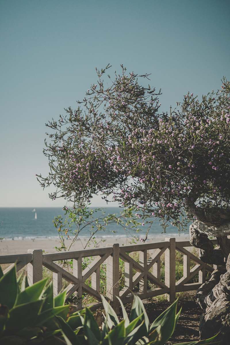 tree green tree beside fence banister