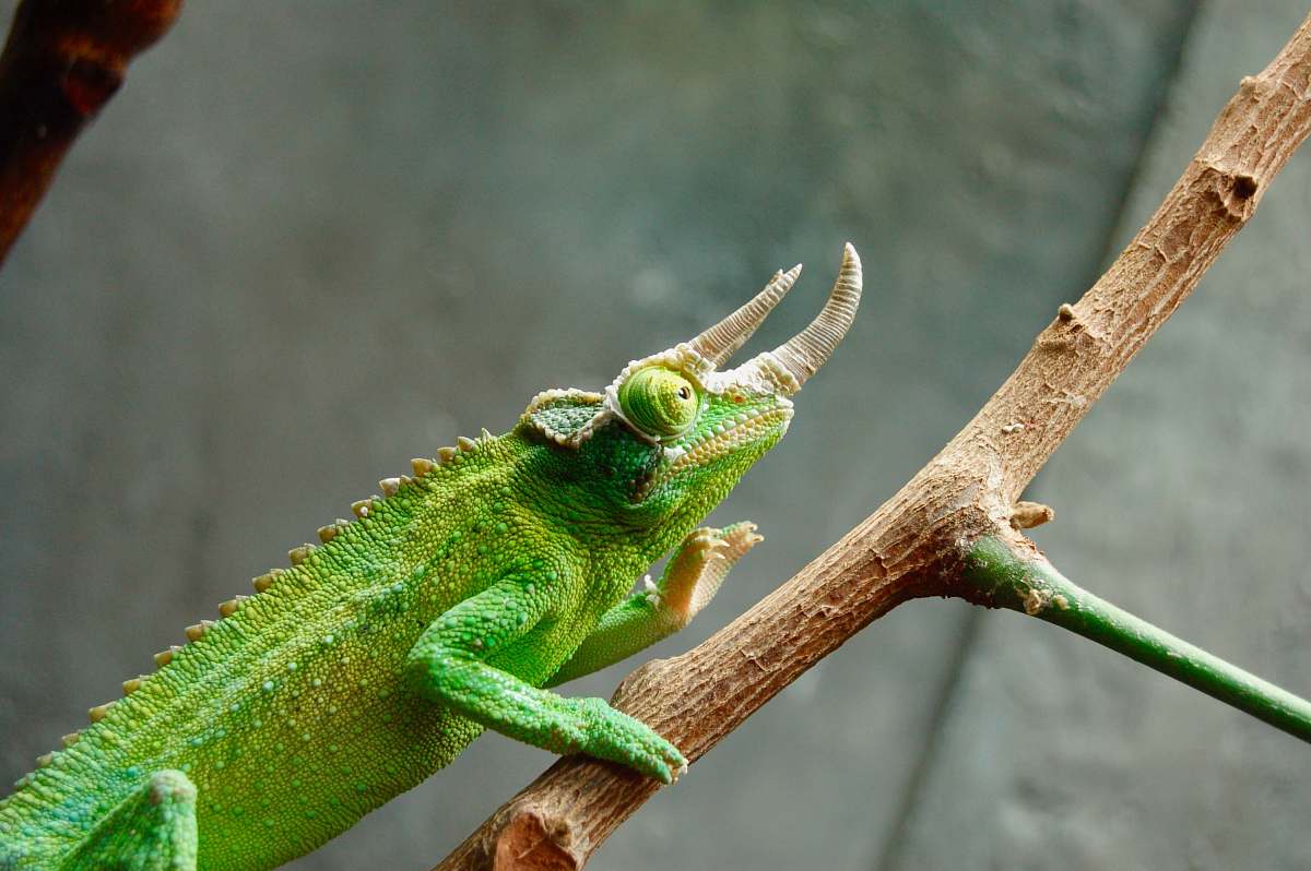 lizard shallow focus photo of green reptile branch
