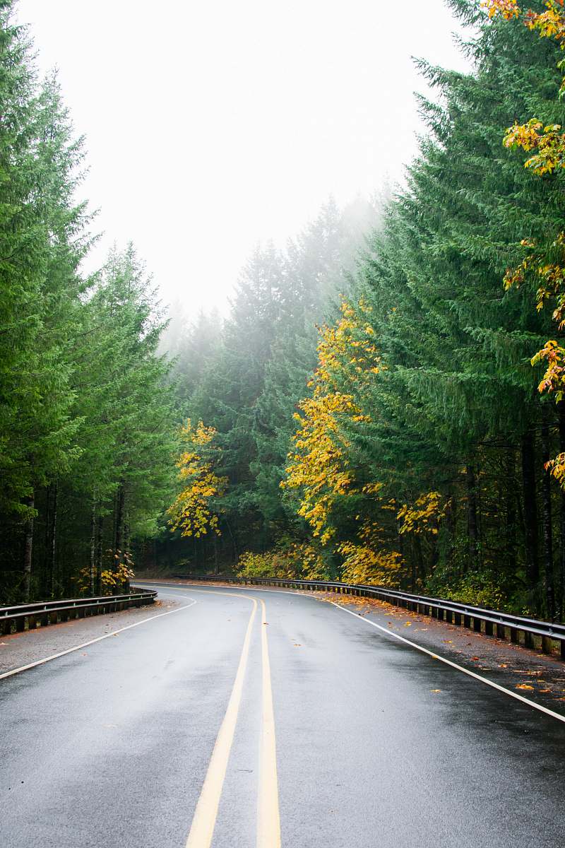 fir empty gray concrete road between trees plant
